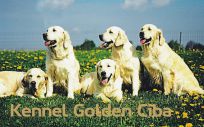 Kennel Golden Ciba - golden retriever