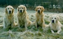 Kennel Golden Ciba- golden retriever