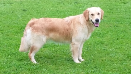 Lærke