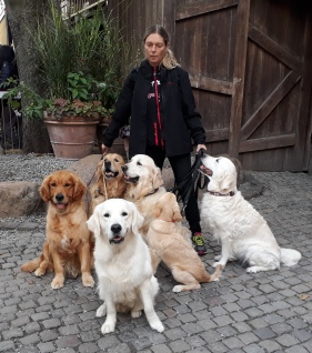  Kennel Golden Ciba - golden retriever 