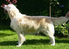 Golden Ciba Don-Bis Hjalte