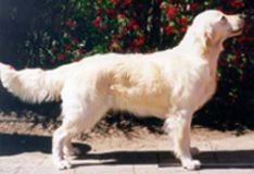 Golden Ciba Smukke Sallie